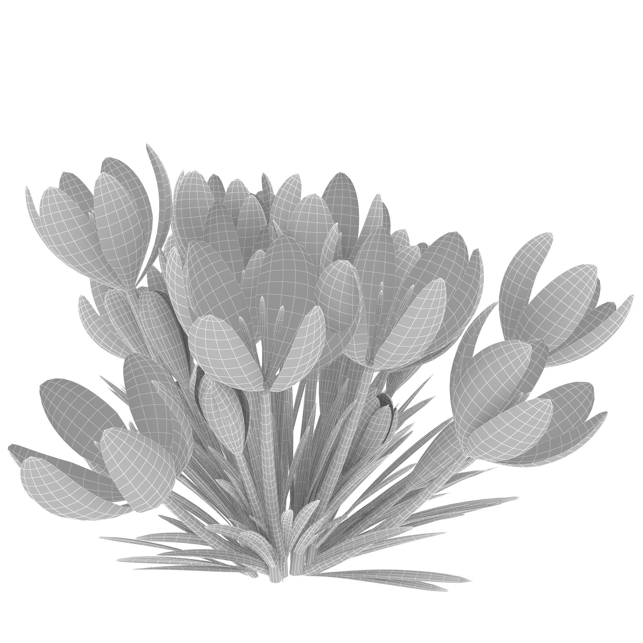 Crocus crocuses 3D model_22