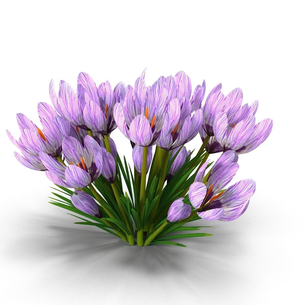 Crocus crocuses 3D model_8