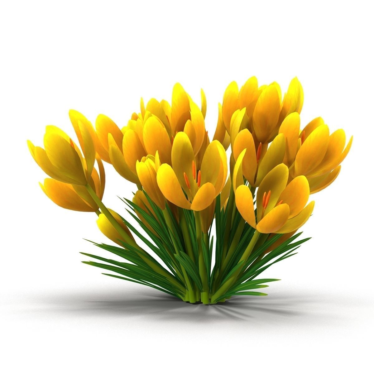 Crocus crocuses 3D model_17