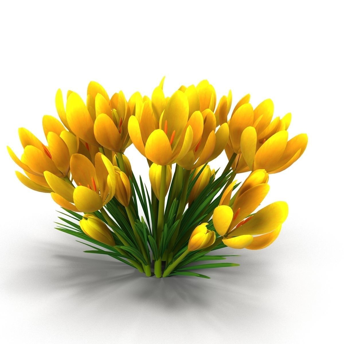 Crocus crocuses 3D model_14