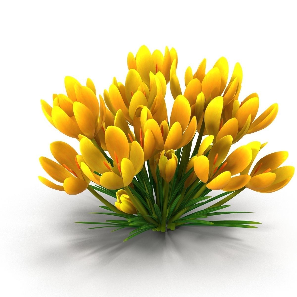 Crocus crocuses 3D model_16