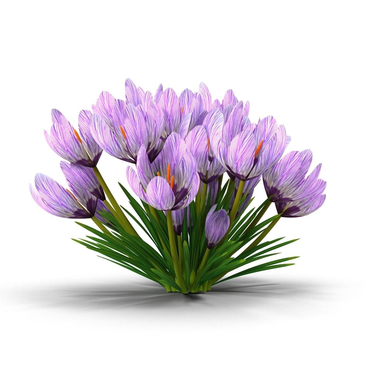 Crocus crocuses 3D model_9