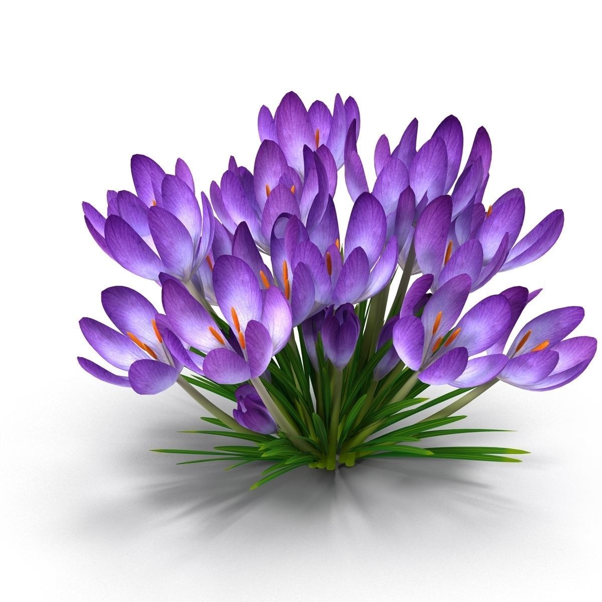 Crocus crocuses 3D model_1