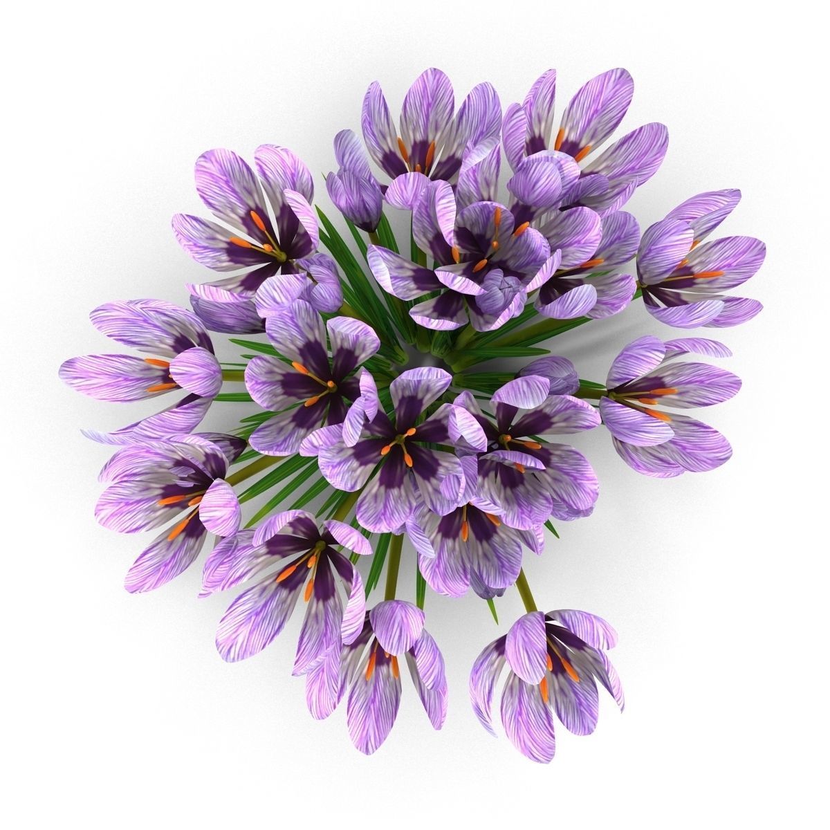 Crocus crocuses 3D model_10