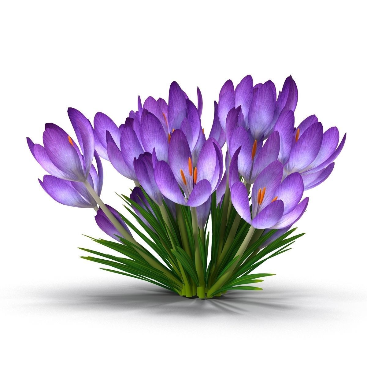 Crocus crocuses 3D model_4