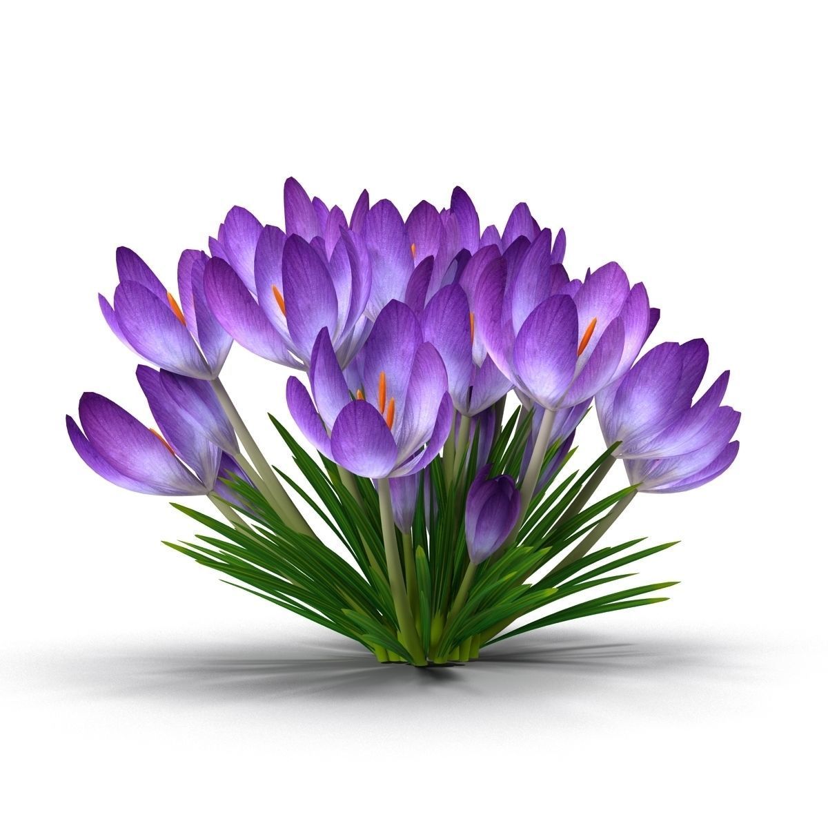 Crocus crocuses 3D model_3