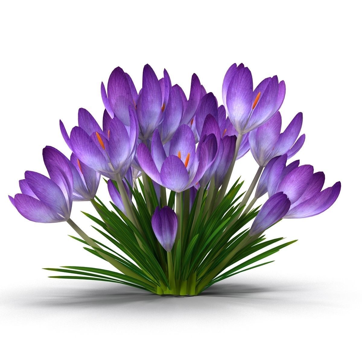 Crocus crocuses 3D model_5