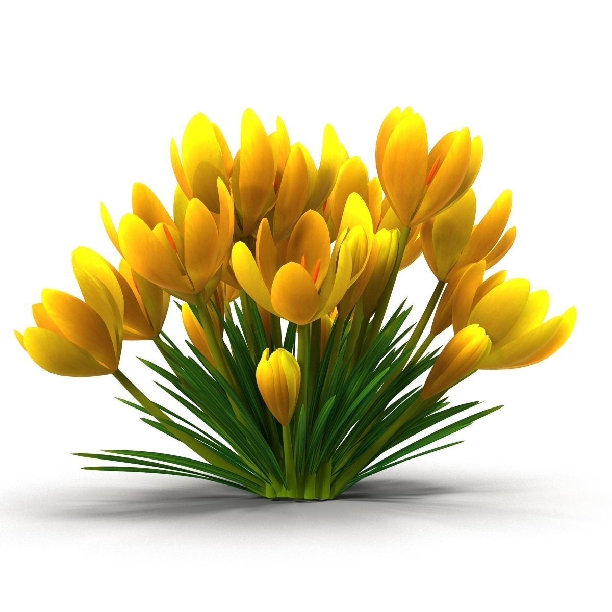 Crocus crocuses 3D model_19