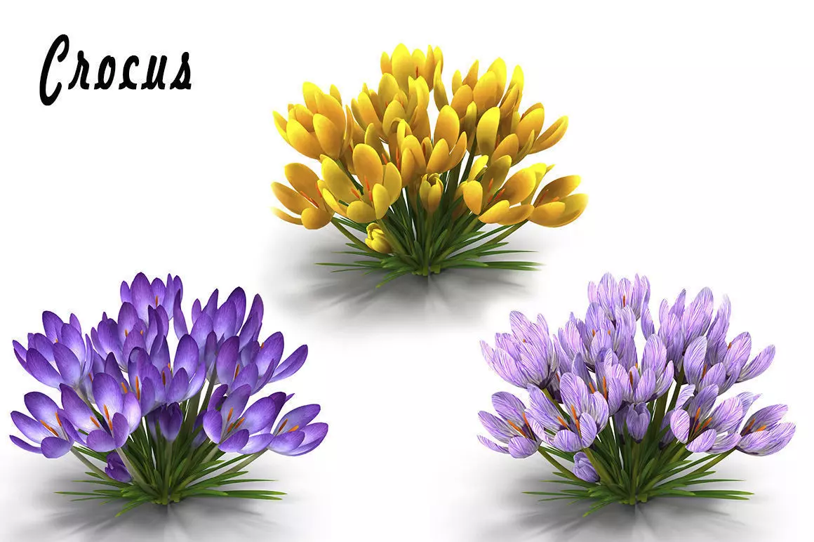 Crocus crocuses 3D model_0