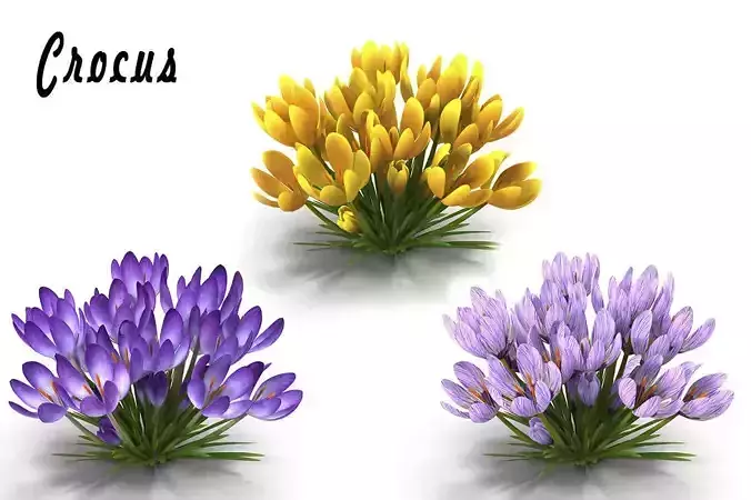 Crocus crocuses 3D model