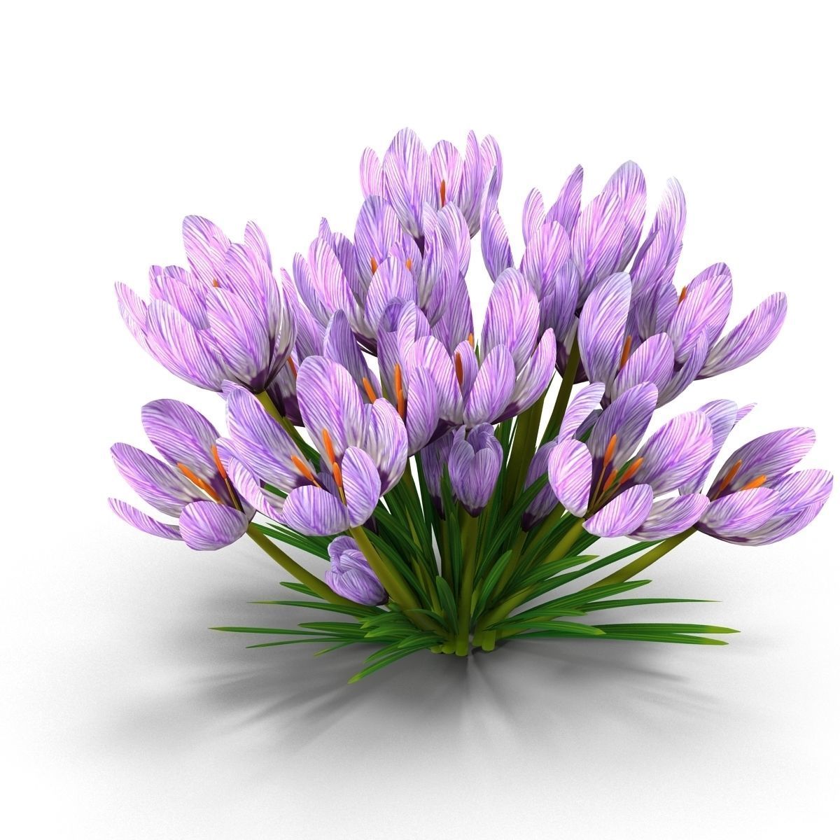 Crocus crocuses 3D model_11