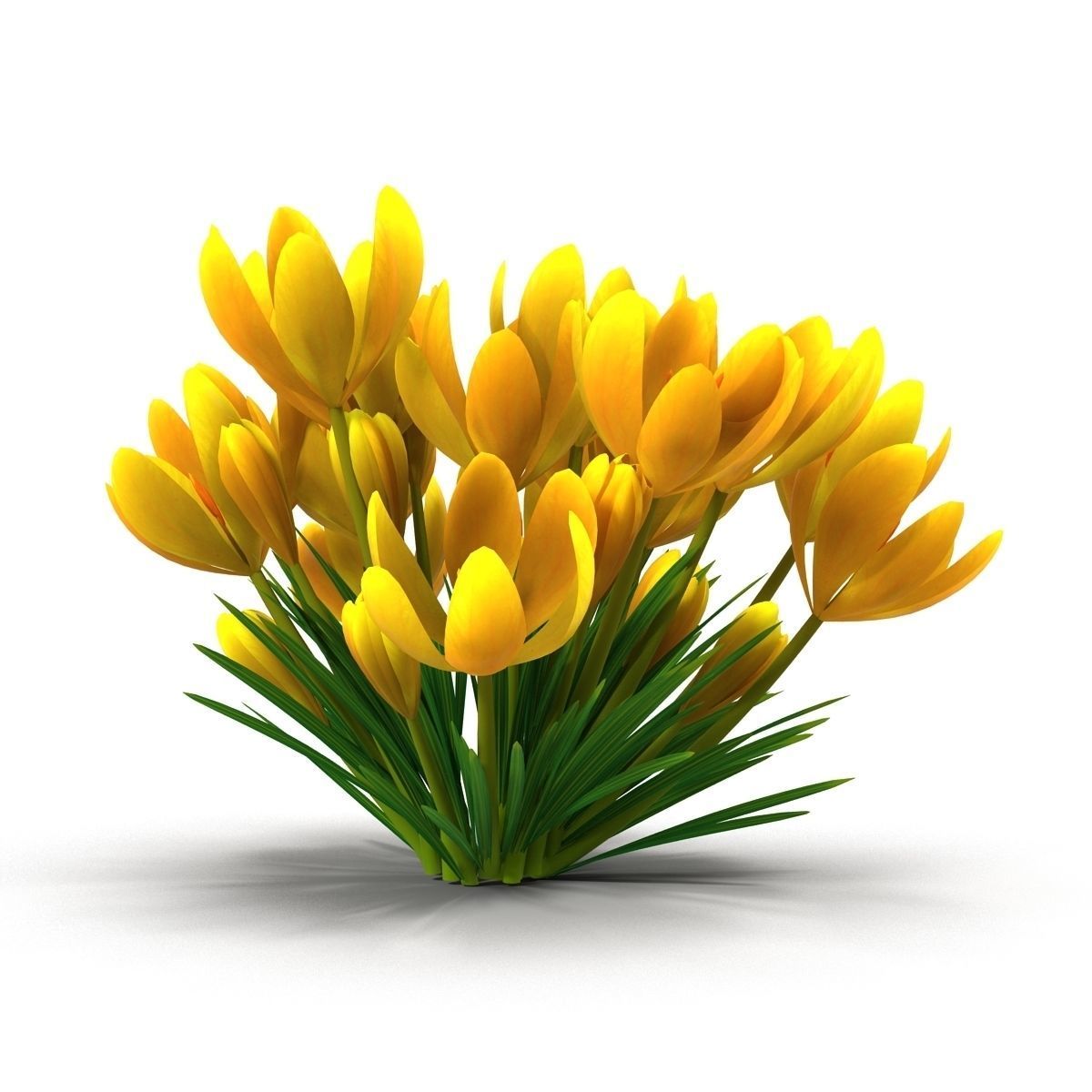 Crocus crocuses 3D model_18