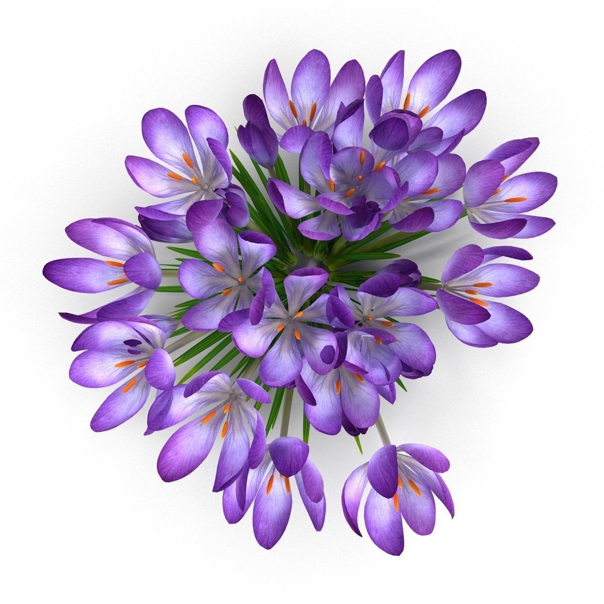 Crocus crocuses 3D model_7