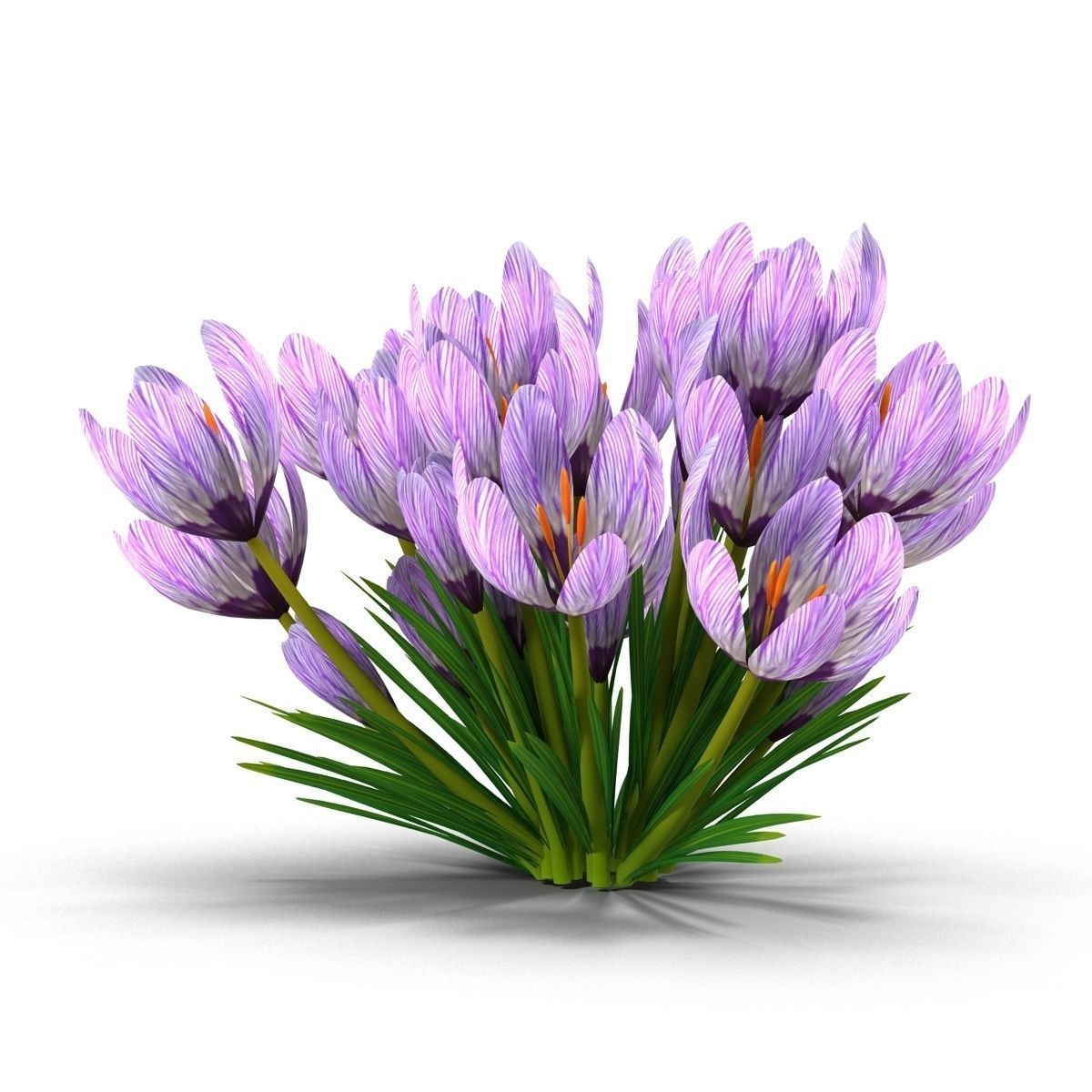 Crocus crocuses 3D model_12