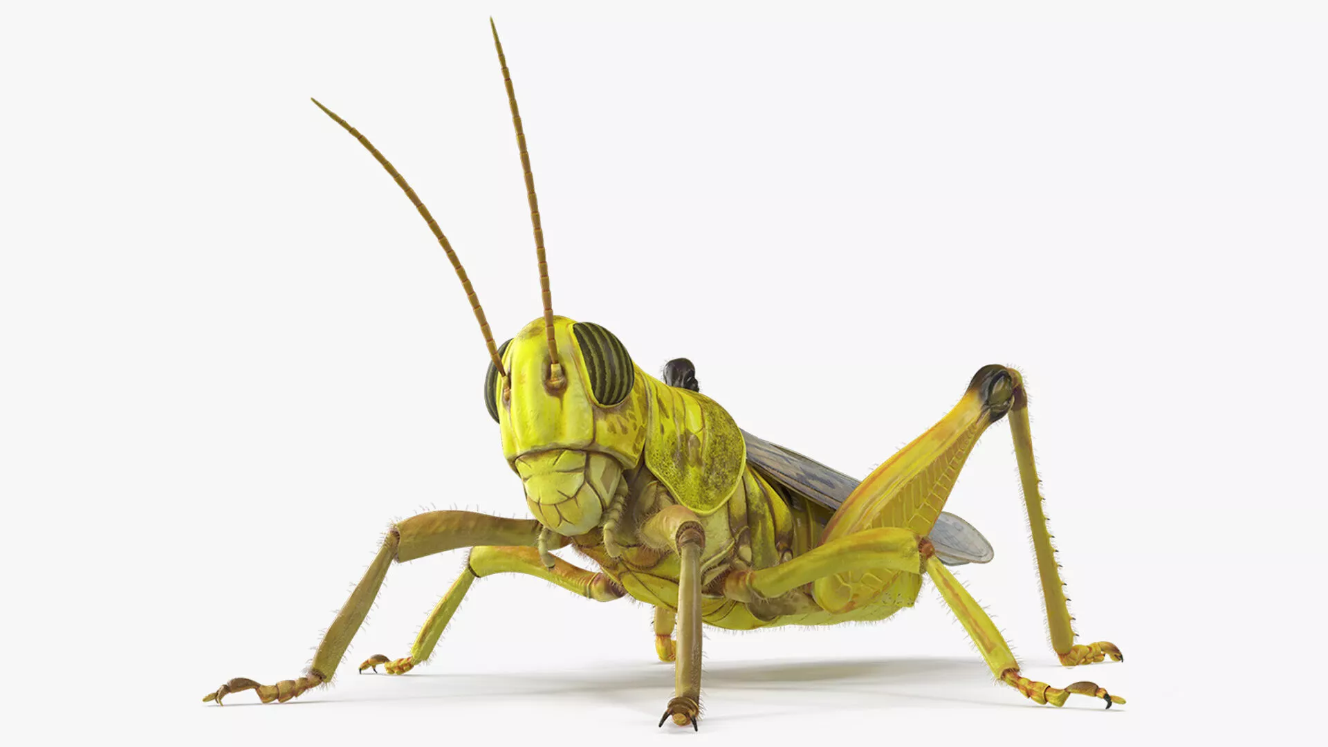 Gregarious Desert Locust Fur 3D model