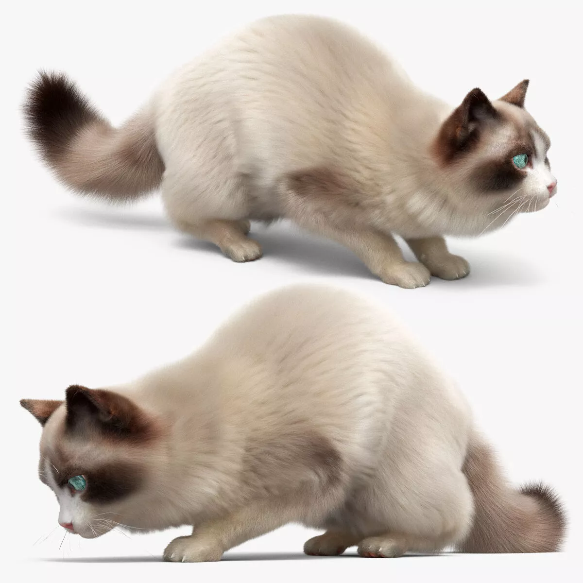 Domestic Cat Hunts Fur Animated Rigged for Maya 3D model