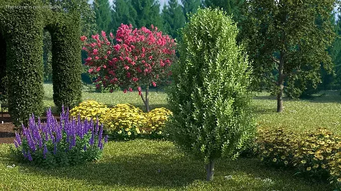 Sweet Bay Laurel Plant 3D model 3