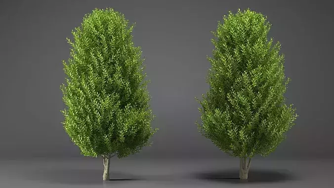 Sweet Bay Laurel Plant 3D model 6