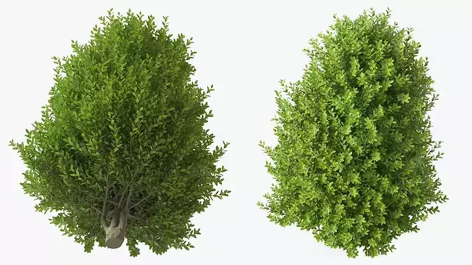 Sweet Bay Laurel Plant 3D model 7