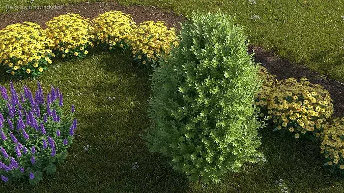 Sweet Bay Laurel Plant 3D model 4