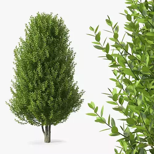 Sweet Bay Laurel Plant 3D model