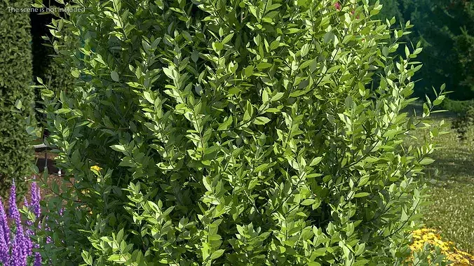 Sweet Bay Laurel Plant 3D model 5