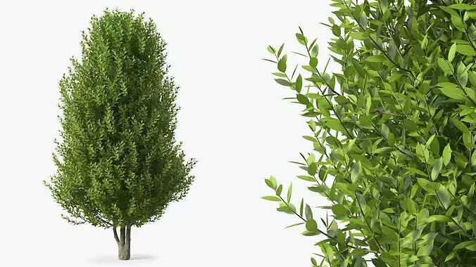Sweet Bay Laurel Plant 3D model 2
