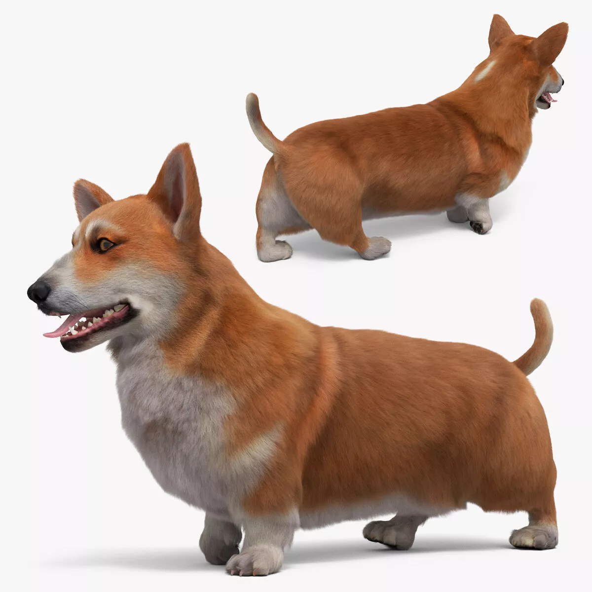 Welsh Corgi Dog Walk Fur Animated Rigged for Maya 3D model