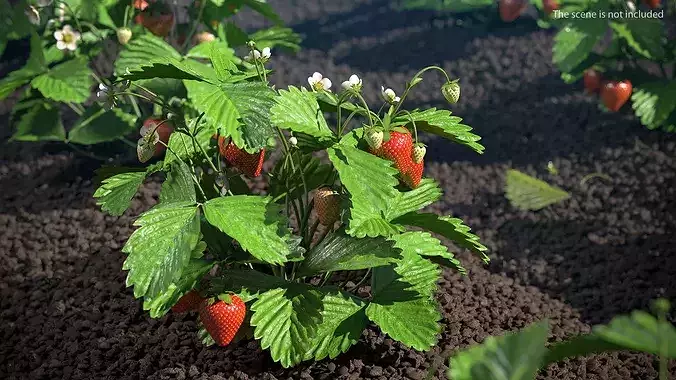 Strawberry Plant Bush with Fruits 3D model 3