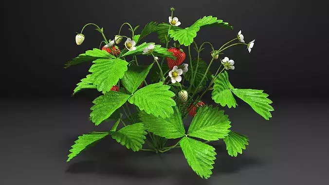 Strawberry Plant Bush with Fruits 3D model 6