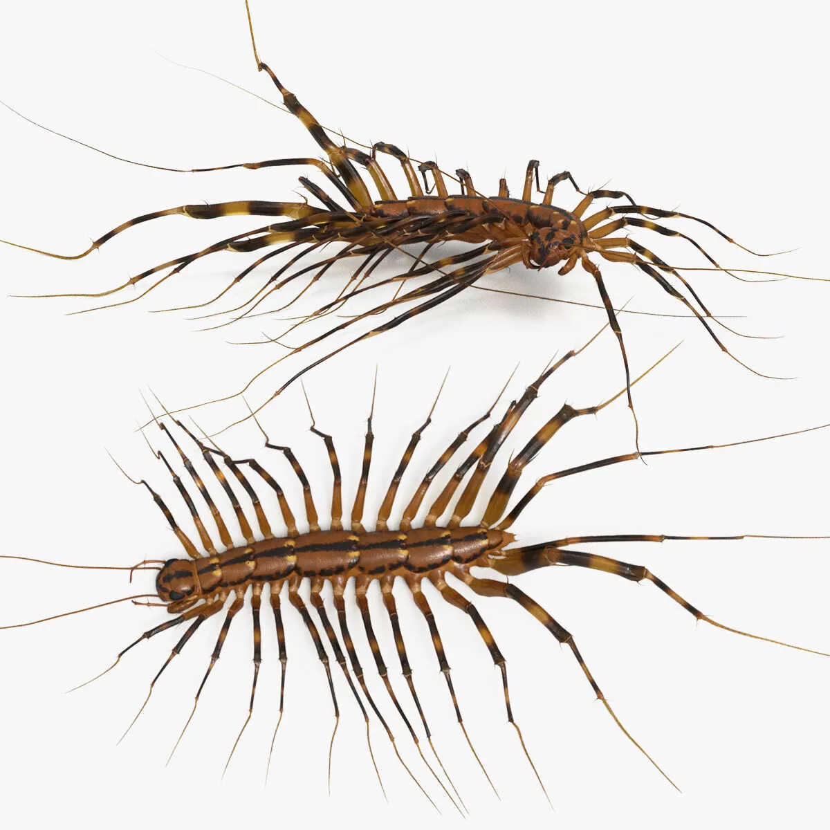 Scutigera Coleoptrata Fur Set Animated Rigged For Maya 3D model