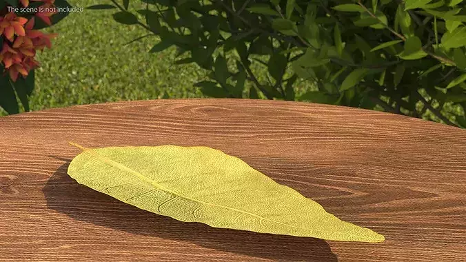 Dried Laurel Leaves 3D model 6