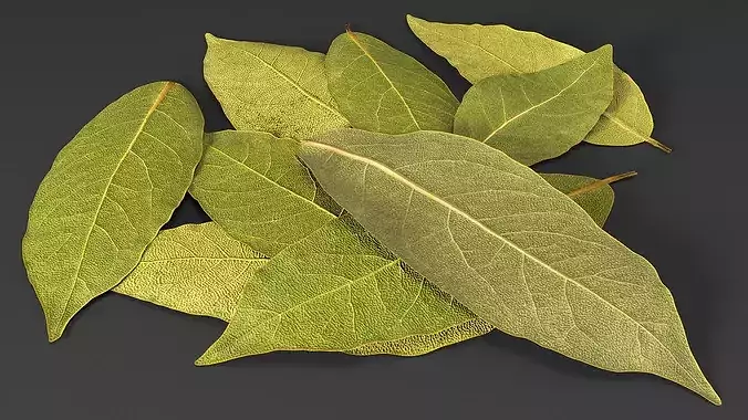 Dried Laurel Leaves 3D model 7