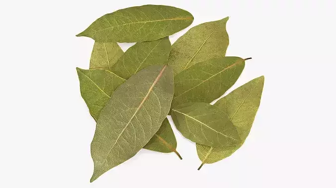 Dried Laurel Leaves 3D model 2