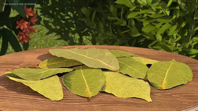 Dried Laurel Leaves 3D model 4