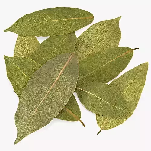 Dried Laurel Leaves 3D model