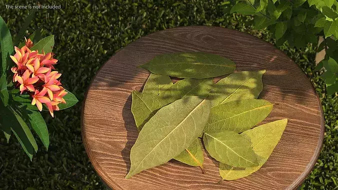 Dried Laurel Leaves 3D model 3
