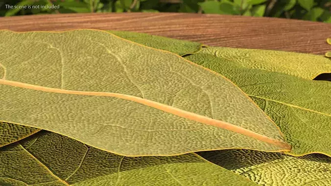 Dried Laurel Leaves 3D model 5