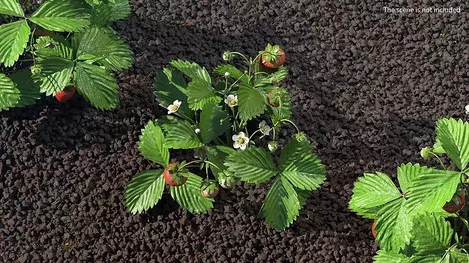 Garden Strawberry Plant Fruiting 3D model 4