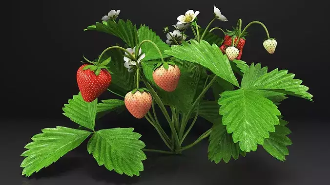 Garden Strawberry Plant Fruiting 3D model 6