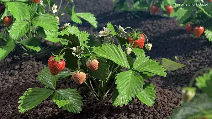 Garden Strawberry Plant Fruiting 3D model 3