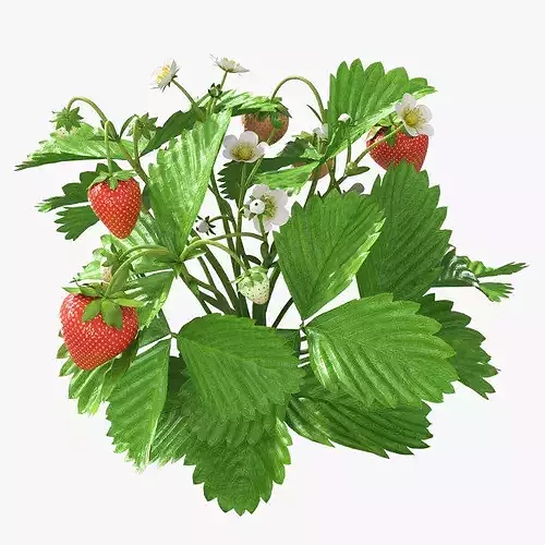 Garden Strawberry Plant Fruiting 3D model