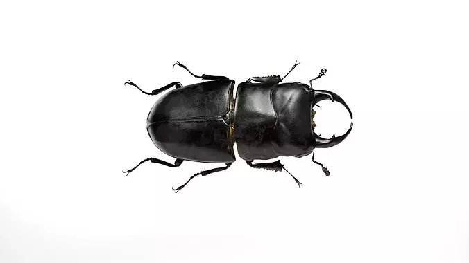 Realistic Stag Beetle Insect Asset
