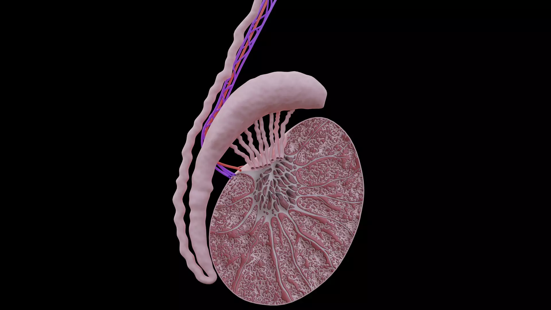 Human Testicle Anatomy Male Reproductive System Low-poly 3D model