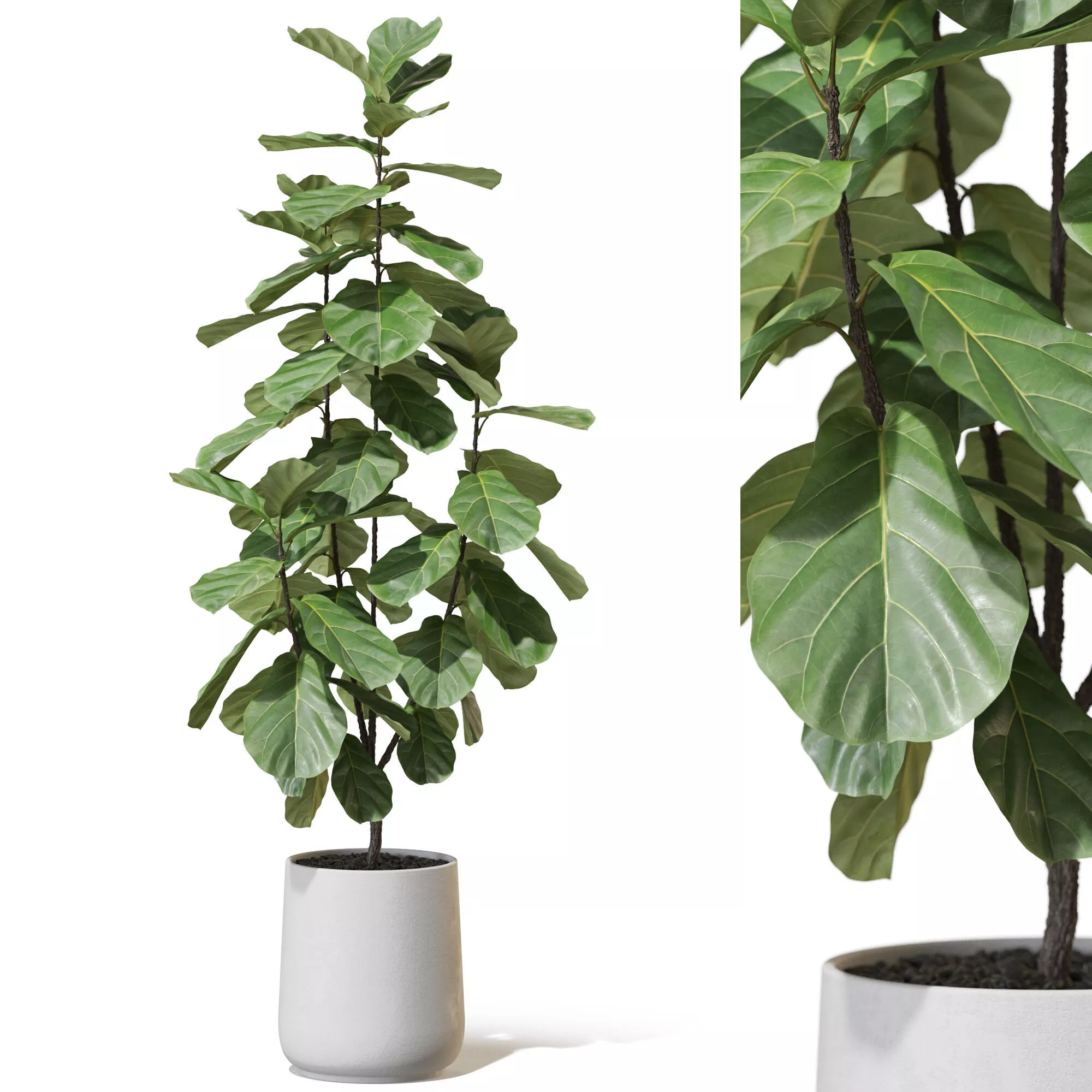 Plant 1332 3D model