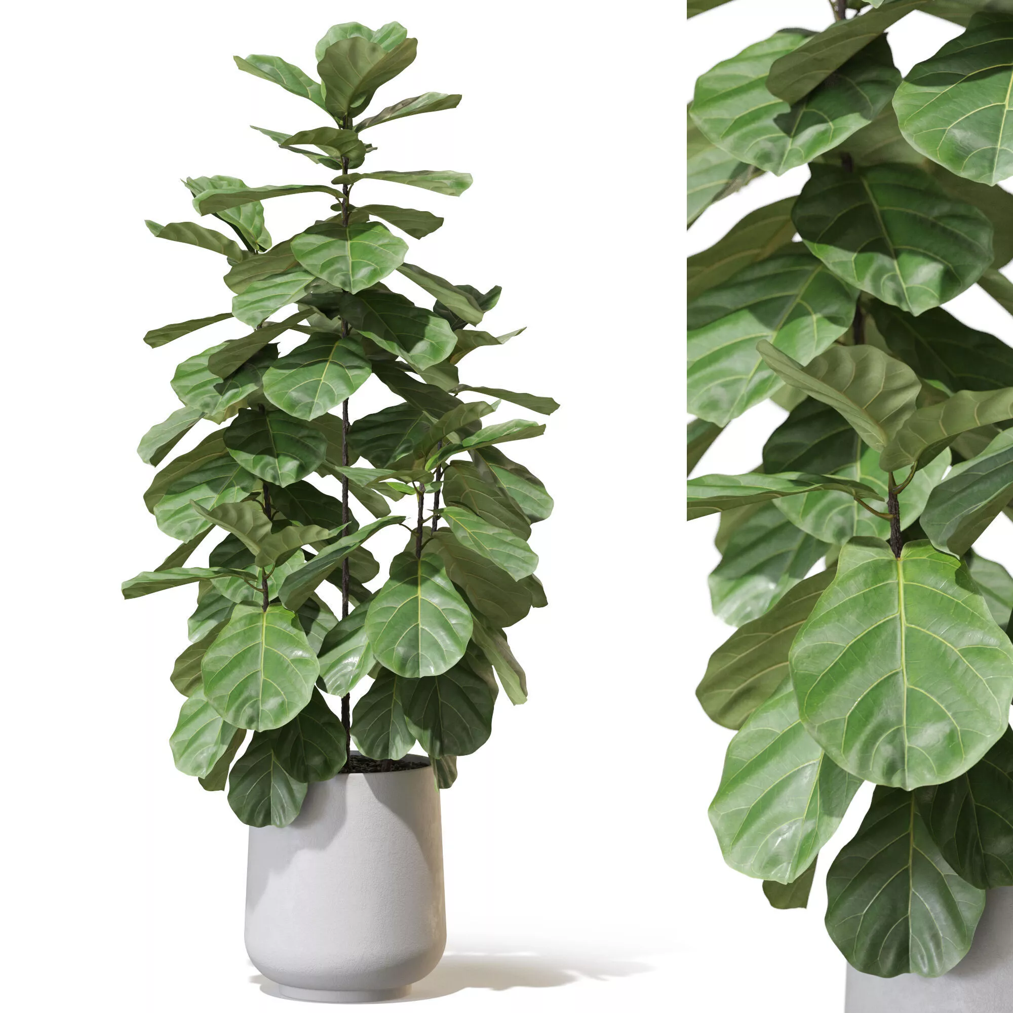 Plant 1334 3D model