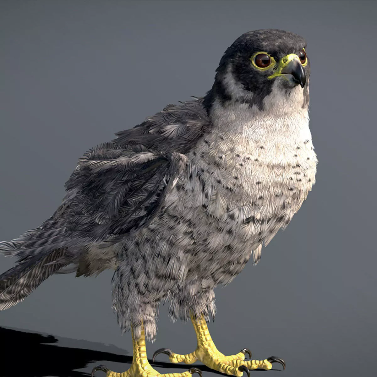 Peregrine Falcon 3D model
