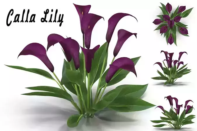 Calla Lily Burgundy