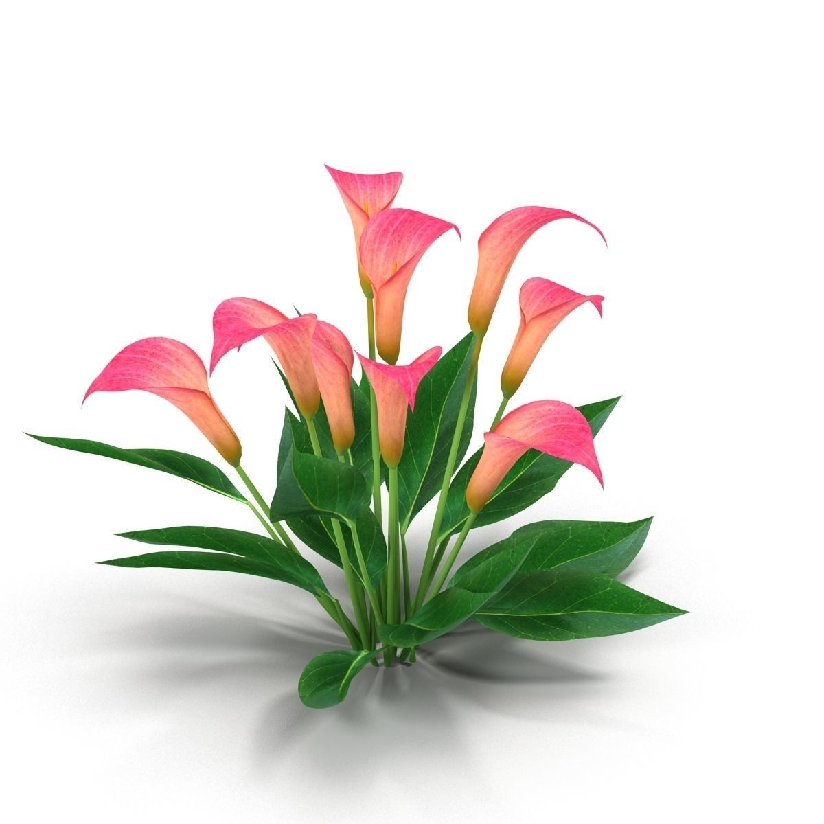 Calla Lily Pink 3D model_5