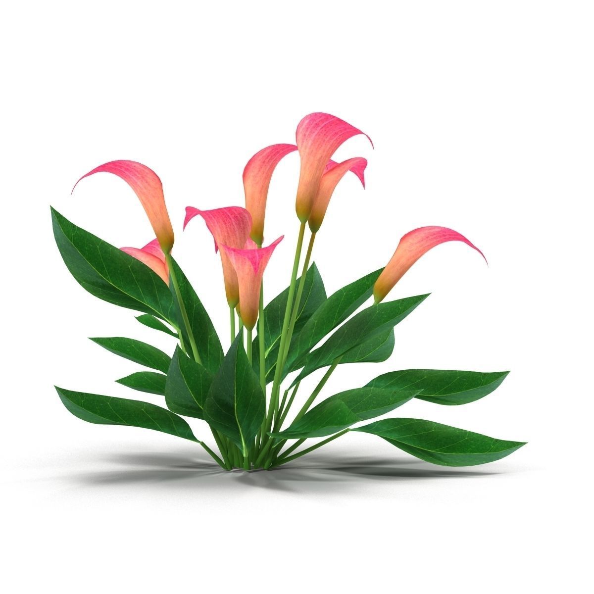 Calla Lily Pink 3D model_7